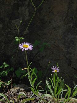 Erigeron maniopotamicus.jpg