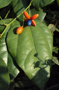 Erythropalum scandens.jpg