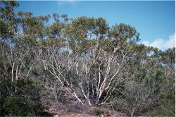 Eucalyptus lehmannii.jpg