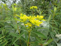 Euphorbia sikkimensis - Flickr - peganum.jpg