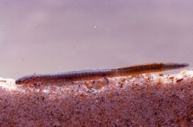 The Oklahoma salamander on sand in water
