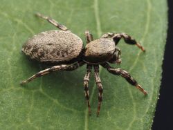 Female Tutelina harti 299971338.jpg