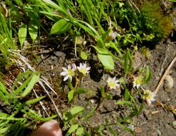 Flickr - brewbooks - Lewisia triphylla.jpg