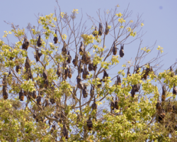 Flying foxes.png