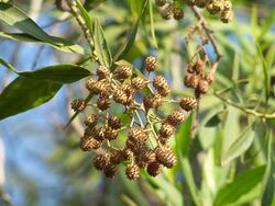 Fruit of Conocarpus lancifolius.jpg