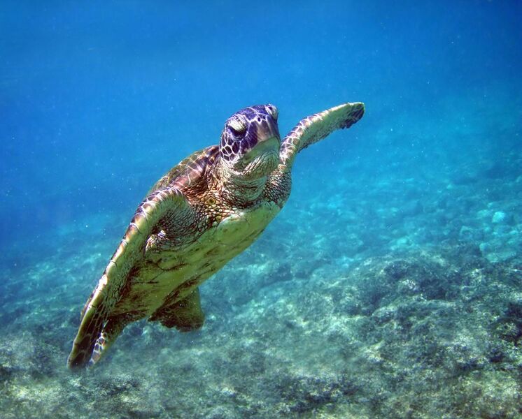 File:Green turtle in Kona 2008.jpg