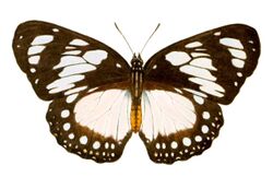 GroseSmithKirby1892RhopExotNEPlate1, 1, ♀ Euxanthe wakefieldi.jpg