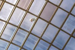 Gull on glass ceiling, Kampenhof bus terminal, Uddevalla.jpg
