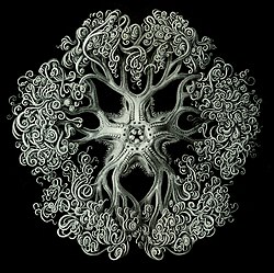 Haeckel Ophiodea 70 Astrophyton darwinium.jpg