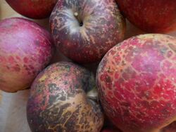 Haralson apples.jpg