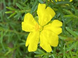 Hibbertia pedunculata image 01.jpg