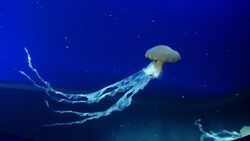 Indonesian sea nettle.jpg