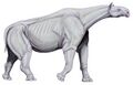 Asian indricothere rhino Paraceratherium was among the largest land mammals, about twice a bush elephant's mass.