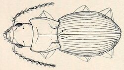 Kenyacus ruwenzorii.jpg