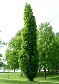 Kindred Spirit hybrid oak.jpg
