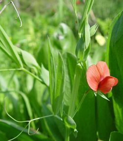 Lathyrus cicera.JPG