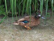 Laysan teal male.jpg