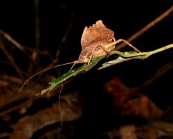 Leaf mimic Katydid (Typophyllum laciniosum), Tambopata Lodge.jpg