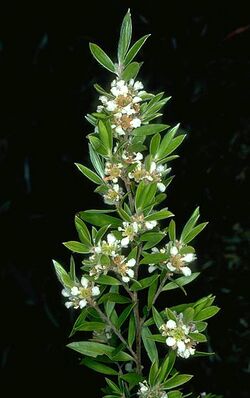 Leptospermum whitei.jpg