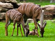 Lesser Kudu Female.jpg