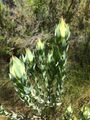 Leucadendron procerum 32494604.jpg