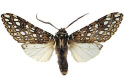 Lophocampa herbini male.jpg