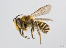 Megachile centuncularis Male.jpg