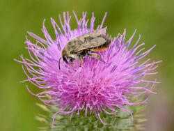 Megachile versicolor Keila1.jpg