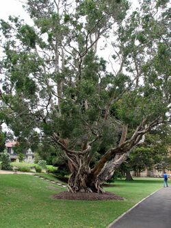 Melaleuca leucadendra-large2.jpg