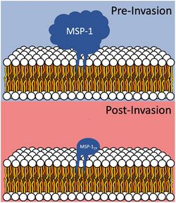 Merozoite Surface Protein Pre and Post Invasion Diagram.jpg