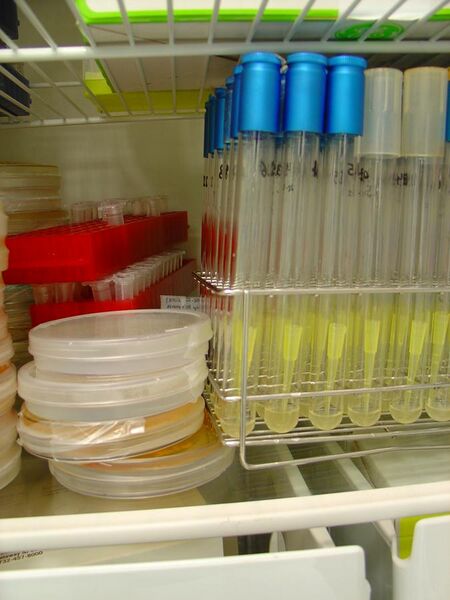 File:Microbial cultures fridge.JPG