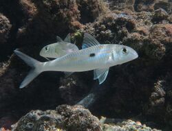 Mulloidichthys flavolineatus Réunion.jpg