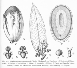 Myristicaceae Cephalosphaera usambarensis.png