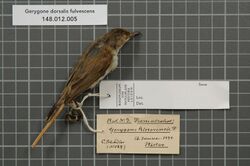 Naturalis Biodiversity Center - RMNH.AVES.136060 1 - Gerygone dorsalis fulvescens Meyer, 1885 - Acanthizidae - bird skin specimen.jpeg