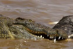 Nile Croc eating AdF.jpg