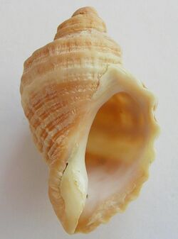 Nucella heyseana 003.jpg