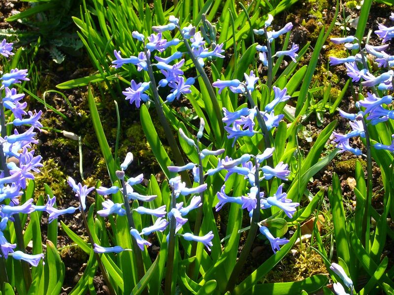 File:P1130470 Hyacinthus orientalis Common hyacinth (Hyacinthaceae).JPG