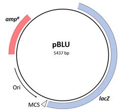 PBLU plasmid map.jpg