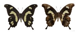 Papilio hesperus hesperus MHNT.jpg