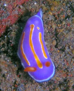 Pectenodoris trilineata.jpg