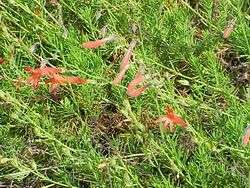 Penstemon pinifolius2.jpg