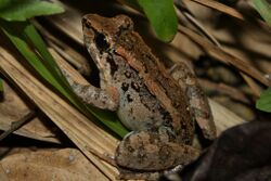 Philippine Swamp Frog (Limnonectes leytensis)11.jpg