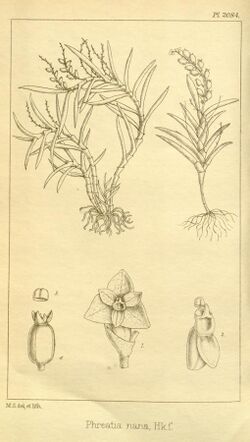 Phreatia nana - Hooker's Icones Plantarum vol. 21 pl. 2084 (1892).jpg