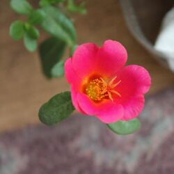 Pink Portulaca Flower.jpg