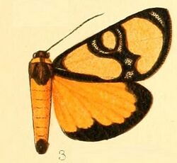 Pl.53-03-Chaetostephana inclusa (Karsch, 1895).JPG