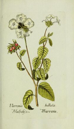 Plantarum indigenarum et exoticarum icones ad vivum coloratae, oder, Sammlung nach der Natur gemalter Abbildungen inn- und ausländlischer Pflanzen, für Liebhaber und Beflissene der Botanik (14206678176).jpg