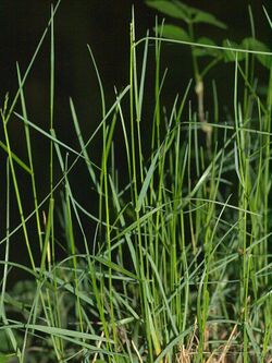 Poa.nemoralis.in.may.germany.jpg