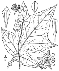 Polymnia canadensis BB-1913.png