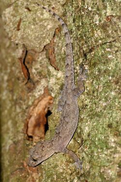 Pondo Flat Gecko (Afroedura pondolia) (45830107084).jpg