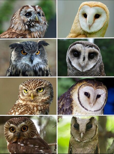File:Portrait of owls.jpg